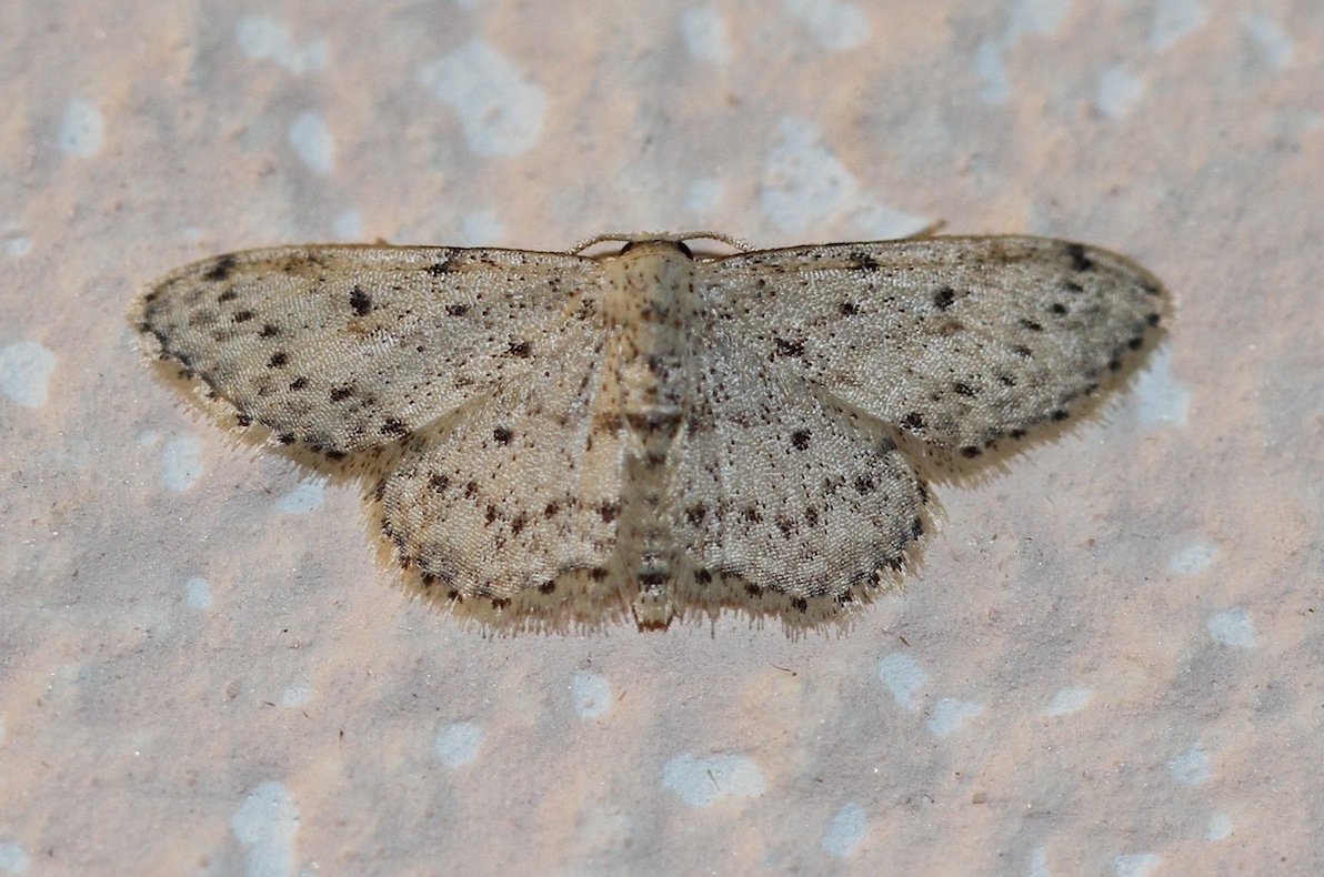 Idaea seriata (Geometridae)